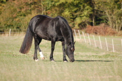 Royal Welsh Sale
